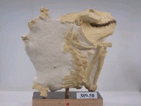 藏品(野獸齒屬化石)的圖片